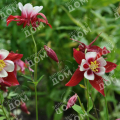 Аквилегия гибридная Crimson Star