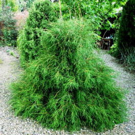 Туя западная Filiformis