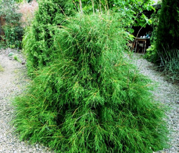 Туя западная Filiformis