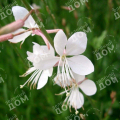 Гаура линдхеймера White Dove