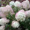 Гортензия метельчатая Touch of Pink