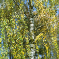 Береза повислая