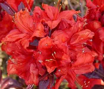 Рододендрон листопадный Royal Command