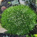 Мшанка шиловидная Green Moss