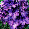 Гейхера Forever Purple