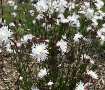 Лихнис обыкновенный White Robin