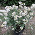 Снежноягодник Доренбоза Magikal Galaxy
