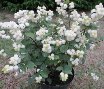 Снежноягодник Доренбоза Magikal Galaxy