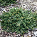Ель обыкновенная Procumbens
