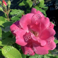 Роза кустовая Pink Knock Out