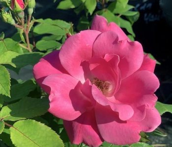 Роза кустовая Pink Knock Out
