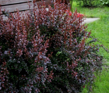 Барбарис Тунберга Dart's Red Lady