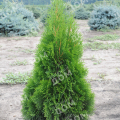 Туя западная Smaragd Threebol