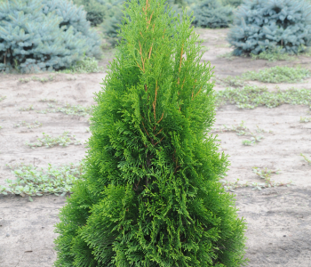 Туя западная Smaragd Threebol