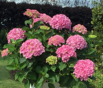 Гортензия крупнолистная Endless Summer Bloomstar pink