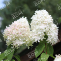 Гортензия метельчатая Little Blossom