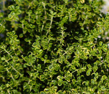 Тимьян лимоннопахнущий Anderson's Gold