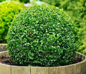 Кизильник блестящий ШАР