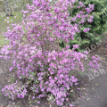 Рододендрон Ледебура (даурский)