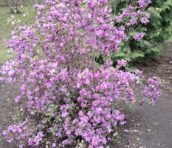 Рододендрон Ледебура (даурский)