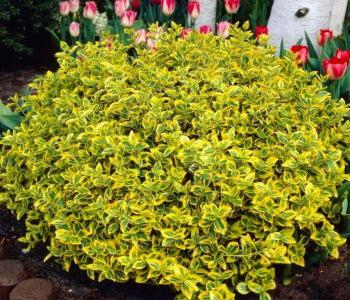 Бересклет Форчуна Emerald' n Gold