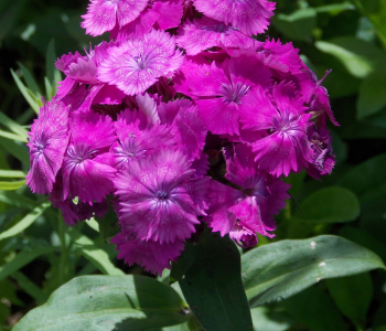 Гвоздика бородатая