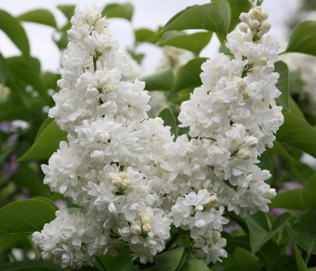 Сирень обыкновенная Miss Ellen Willmot