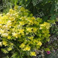 Душица обыкновенная Gold Nugget