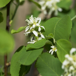 Ирга канадская Saskatoon Berry