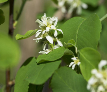 Ирга канадская Saskatoon Berry