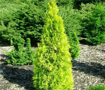 Туя западная Salland