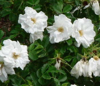 Роза морщинистая Blanc Double de Coubert