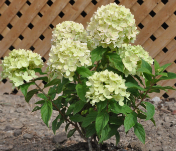 Гортензия метельчатая Little Alf