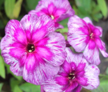 Флокс метельчатый Хозяйка медной горы