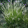 Сеслерия серебристая 