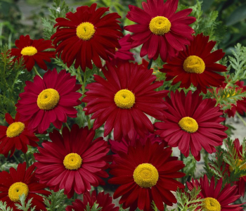 Пижма красная Robinsons Red