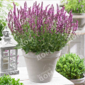 Шалфей дубравный New Dimension Rose