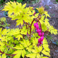 Дицентра великолепная Yellow Leaf