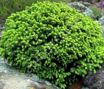 Ель канадская Echiniformis