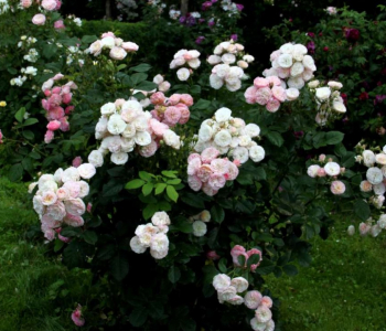 Роза кустовая Bouquet Parfait