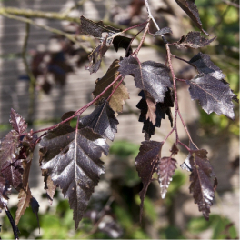 Береза повислая Purpurea
