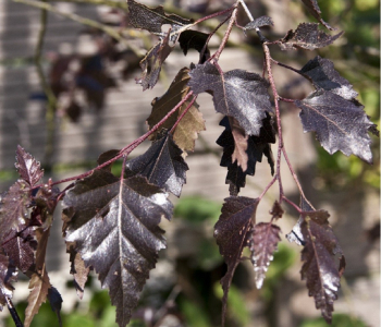 Береза повислая Purpurea