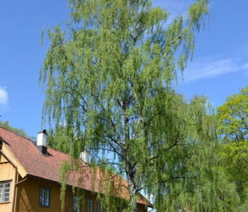 Береза повислая Crispa