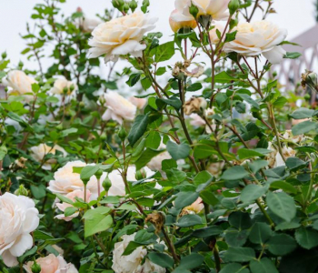 Роза английская Crocus Rose