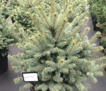 Ель колючая Sester Blue