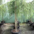 Лиственница Кэмпфери Pendula