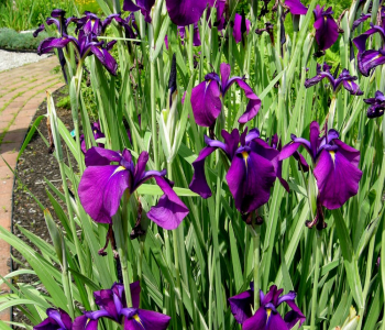 Ирис мечевидный