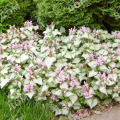Яснотка крапчатая Pink Pewter