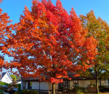 Дуб красный