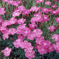 Гвоздика серовато-голубая Pink Jewel